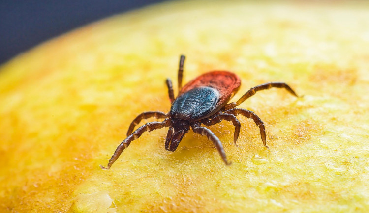 Lékaři letos řešili první případ klíšťové encefalitidy. Nakazil se senior z jižní Moravy
