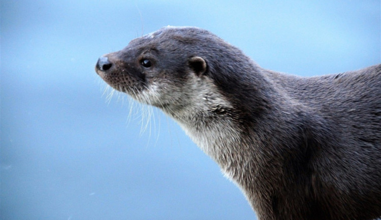 Vydra v botníku postavila na nohy celou rodinu. Při zběsilém útěku pořádně vyděsila babičku s vnoučaty