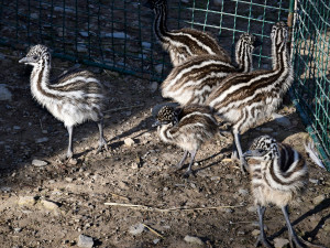 Mláďata v olomoucké zoo. Na Svatém kopečku mají 9 nových ptáků emu