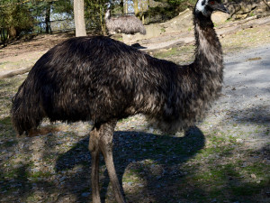 Mláďata v olomoucké zoo. Na Svatém kopečku mají 9 nových ptáků emu