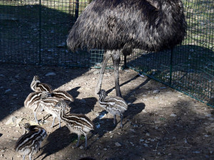 Mláďata v olomoucké zoo. Na Svatém kopečku mají 9 nových ptáků emu