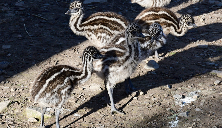 Mláďata v olomoucké zoo. Na Svatém kopečku mají 9 nových ptáků emu