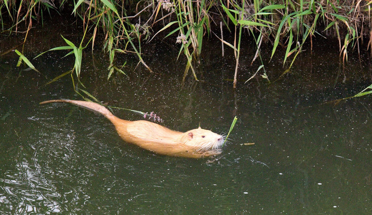 Přemnožené nutrie v Olomouci: město řeší možnost odchytu a odrazuje od krmení