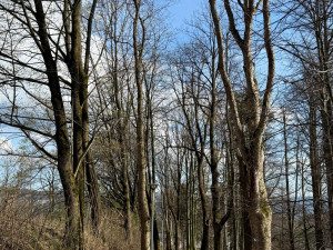 Do lázní v Jeseníku bezpečně. Město dokončilo nových moderní chodník