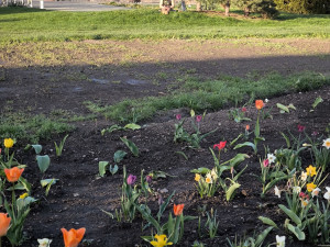 GLOSA: Tristní stav záhonů, ale expozice za miliony. To je další Flora Olomouc