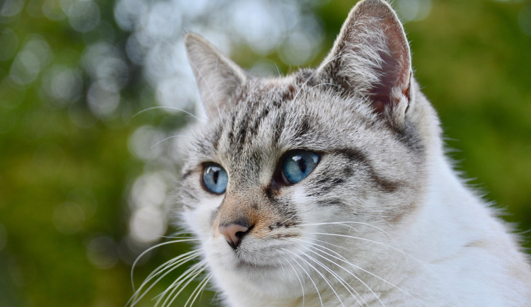 Hradec Králové spustí program na kastrace koček a kocourů, přispěje i město