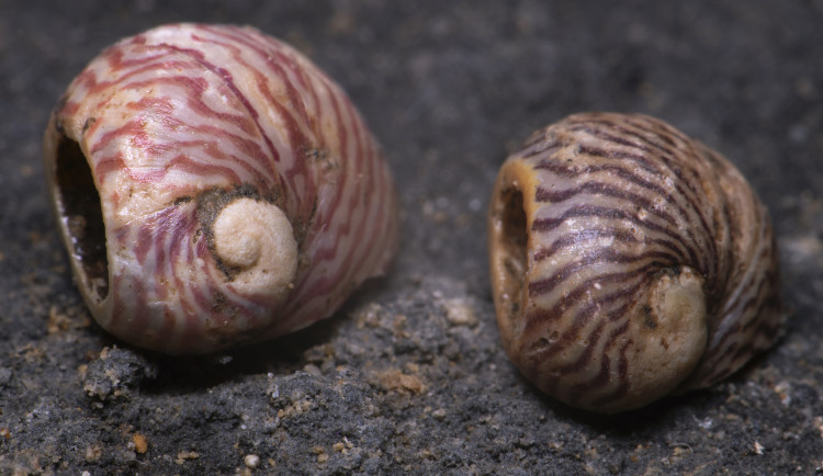 Archeologové našli v Kateřinské jeskyni pravěké ozdoby. Jsou více než osm tisíc let staré