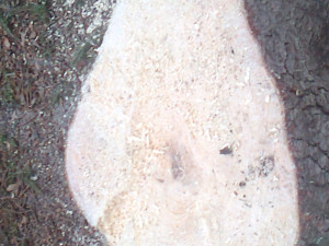 GLOSA: Proč chce Prostějov kácet habry? Na náměstí jsou od jeho předválečné úpravy