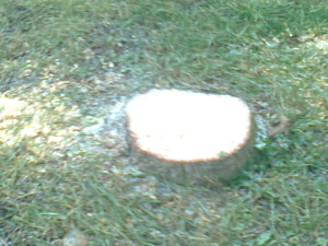 GLOSA: Proč chce Prostějov kácet habry? Na náměstí jsou od jeho předválečné úpravy