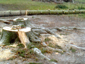 GLOSA: Proč chce Prostějov kácet habry? Na náměstí jsou od jeho předválečné úpravy