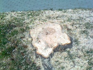 GLOSA: Proč chce Prostějov kácet habry? Na náměstí jsou od jeho předválečné úpravy