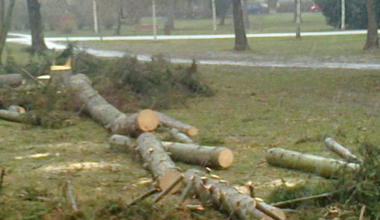 GLOSA: Proč chce Prostějov kácet habry? Na náměstí jsou od jeho předválečné úpravy