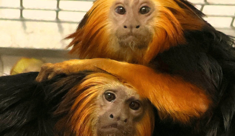 V hodonínské zoo nově chovají opičky z brazilského pralesa. Už přivítali i mládě