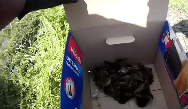 VIDEO: Tucet káčat se ukrývalo na okraji kolejiště, už spokojeně plavou v řece