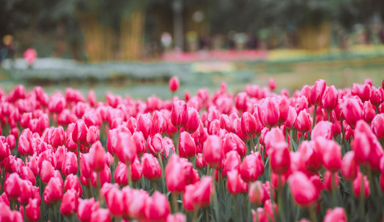 Meteorologové hodnotí duben. Na Vysočině byl teplý, nejvíc naměřili v Třebíči