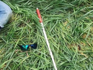 Muž v Olomouci předstíral slepotu, od kolemjdoucích žen chtěl pomoct s močením