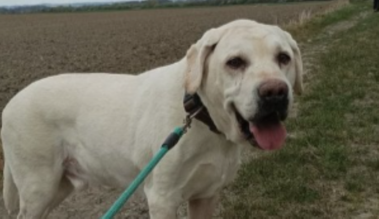 HLEDÁME PÁNÍČKA: Tři pejsci z Javorníku přišli o svůj domov a čekají na novou šanci