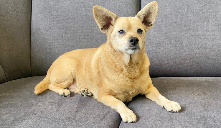 HLEDÁME PÁNÍČKA XV.: Pes Majky má na svůj věk hodně energie, rád je i na gauči