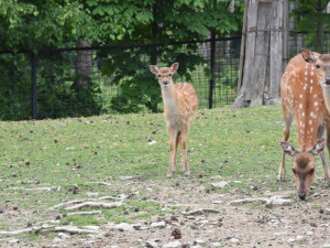 Jedno z největších stád v Evropě. Olomoucká zoo se pyšní vzácnými jeleny