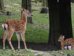 Jedno z největších stád v Evropě. Olomoucká zoo se pyšní vzácnými jeleny