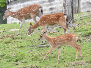 Jedno z největších stád v Evropě. Olomoucká zoo se pyšní vzácnými jeleny