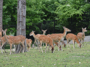 Jedno z největších stád v Evropě. Olomoucká zoo se pyšní vzácnými jeleny