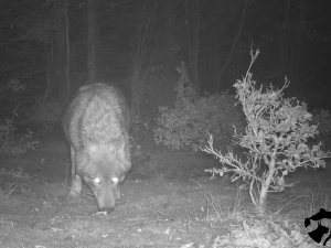 VIDEO: Na Jesenicku někdo pravděpodobně otrávil čtyři vlky. Případ už má policie
