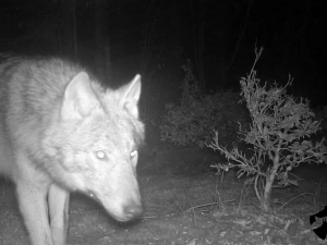 VIDEO: Na Jesenicku někdo pravděpodobně otrávil čtyři vlky. Případ už má policie