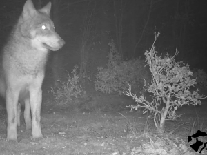 VIDEO: Na Jesenicku někdo pravděpodobně otrávil čtyři vlky. Případ už má policie