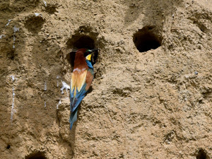 Za českými papoušky. V bývalé pískovně u Přerova vznikla ptačí pozorovatelna