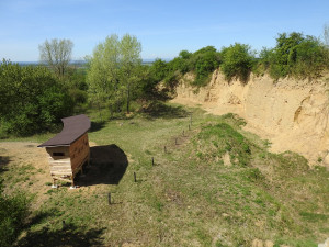 VIDEO: Za českými papoušky. V bývalé pískovně u Přerova vznikla ptačí pozorovatelna