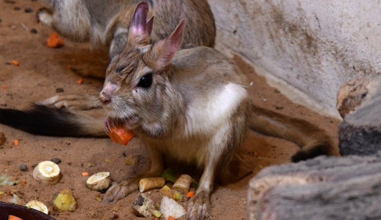 Fluoreskující srst a klokaní skoky. Zoo Olomouc získala prvního noháče kapského