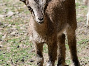 Olomoucká zoo má největší stádo kozy krétské v Evropě. Letos se zde narodilo šest mláďat