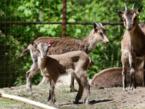 Olomoucká zoo má největší stádo kozy krétské v Evropě. Letos se zde narodilo šest mláďat