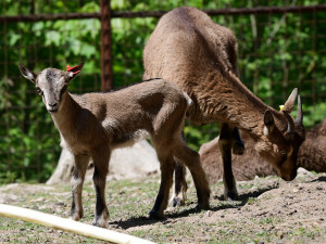 Olomoucká zoo má největší stádo kozy krétské v Evropě. Letos se zde narodilo šest mláďat