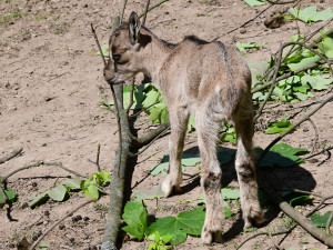 Olomoucká zoo má největší stádo kozy krétské v Evropě. Letos se zde narodilo šest mláďat