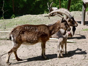 Olomoucká zoo má největší stádo kozy krétské v Evropě. Letos se zde narodilo šest mláďat