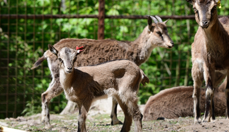 Olomoucká zoo má největší stádo kozy krétské v Evropě. Letos se zde narodilo šest mláďat