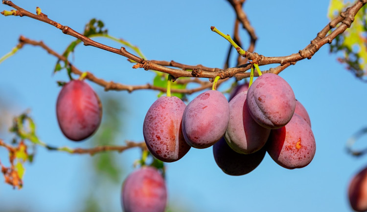 Bude letos dostatek slivovice? Na Hané chybí srážky, úroda ovoce může být slabá