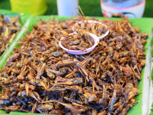 Je libo cvrčky nebo červíky? Přerov pořádá první ročník gastronomického festivalu