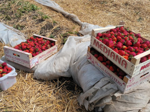 FOTOGALERIE: Červené šílenství. Na plantážích u Prostějova a Olomouce začal samosběr jahod