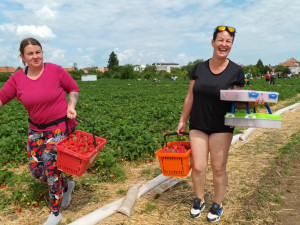 FOTOGALERIE: Červené šílenství. Na plantážích u Prostějova a Olomouce začal samosběr jahod