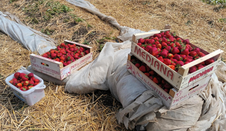 BLOG: Jahody v Polsku jsou za osmdesát korun za kilogram. Chutné, sladké, velké a všechny zralé