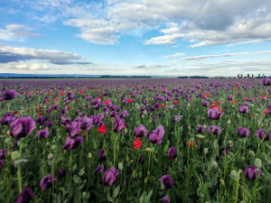 Fialová záplava na Hané. Lidé obdivují pole s krásně kvetoucím mákem