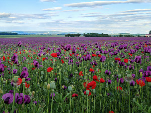 Fialová záplava na Hané. Lidé obdivují pole s krásně kvetoucím mákem