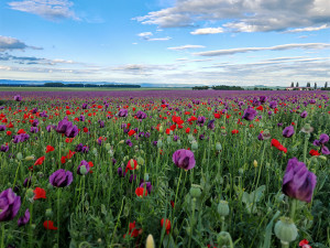 Fialová záplava na Hané. Lidé obdivují pole s krásně kvetoucím mákem