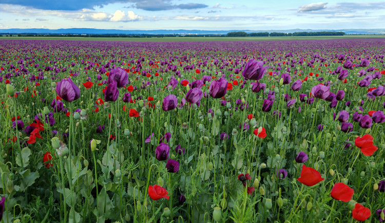 Fialová záplava na Hané. Lidé obdivují pole s krásně kvetoucím mákem