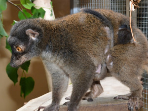 Dvojnásobná radost na Svatém Kopečku. V zoo se narodila lemuří dvojčata