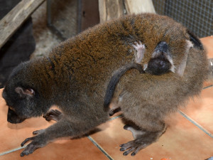 Dvojnásobná radost na Svatém kopečku. V zoo se narodila lemuří dvojčata