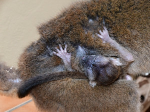 Dvojnásobná radost na Svatém kopečku. V zoo se narodila lemuří dvojčata